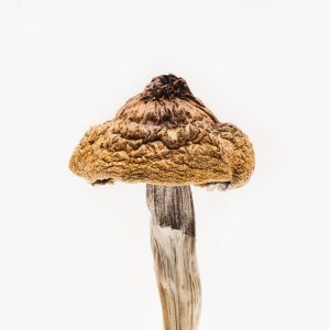 B+ Mushroom For Sale 