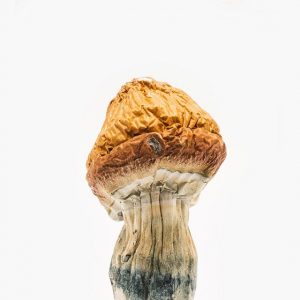 Buy Malabar Coast Mushroom Online