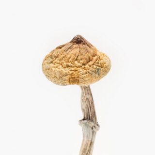 Buy Super Thai Mushroom Strain Online