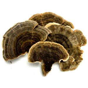 Dried Turkey Tail Mushrooms