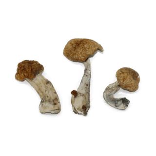 hawaiian mushroom strain