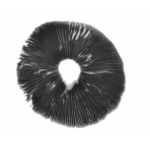 Spore print Goliath Copelandia | Panaeolus Cyanescens