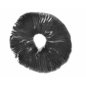 Spore print Goliath Copelandia | Panaeolus Cyanescens